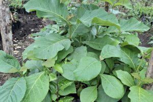 EU, Germany, Netherlands back afforestation drive in South Sudan with over 18,000 tree seedlings