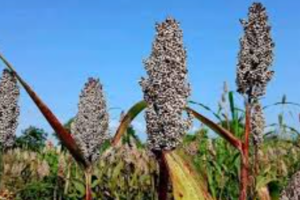 Opinion| Down the weapons: Agriculture a priority for South Sudan