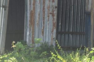 Woman arrested after infant’s body found in latrine in Torit