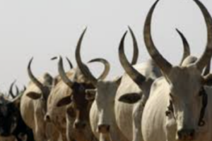 Mayendit courts criticized for granting divorces without bride price refund