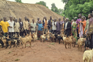 GIZ distributes goats and sheep in Yambio, Nzara