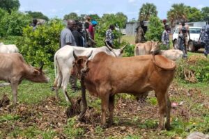 Officials recover stolen cattle after communal violence in Central Equatoria