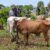 Officials recover stolen cattle after communal violence in Central Equatoria
