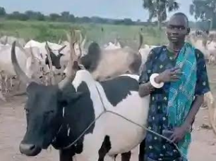 Security forces kill herder while attempting to arrest suspect in Cueibet