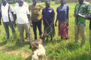 ‎FAO distributes 200 goats to support returnees, IDPs in Yei