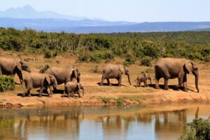 Inside the race to protect South Sudan’s wildlife corridors