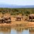 Inside the race to protect South Sudan’s wildlife corridors