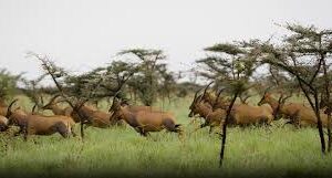 South Sudan warns roads, poaching threaten world’s largest land mammal migration