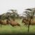 South Sudan warns roads, poaching threaten world’s largest land mammal migration