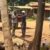 YECO begins installing power poles in Yei