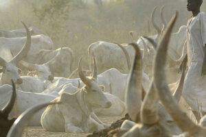Four killed, five wounded in cattle raid in Yirol West