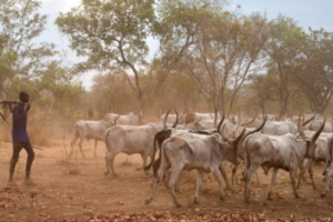 Think tank urges dialogue over stalled cattle withdrawal order in Equatoria