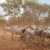 Think tank urges dialogue over stalled cattle withdrawal order in Equatoria