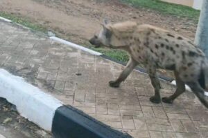 Wildlife authorities to relocate hyena found roaming Juba residential area