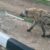 Wildlife authorities to relocate hyena found roaming Juba residential area