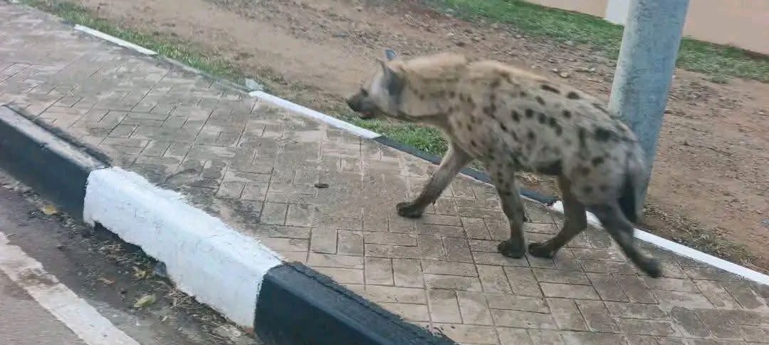 Wildlife authorities to relocate hyena found roaming Juba residential area