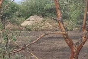 حكومة القضارف تخلّي مواطنين من غابة “جبل كو” بالقوة الجبرية وسط تنديد قبلي