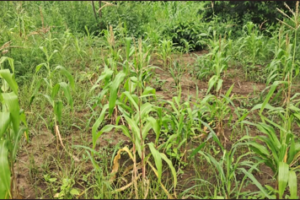 Fear of looming hunger as drought hits Pochalla
