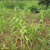 Fear of looming hunger as floods hit Pochalla