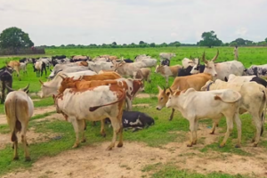 Mayom authorities hand 70 stolen cattle to Twic County owners