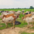 Mayom authorities hand 70 stolen cattle to Twic County owners