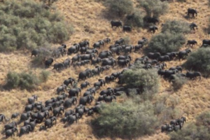 Poaching frustrates South Sudan’s wildlife conservation efforts