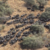 Poaching frustrates South Sudan’s wildlife conservation efforts