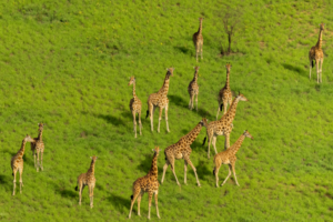 Boma–Badingilo Migratory Landscape becomes South Sudan’s first UNESCO World Heritage Site