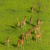 Boma–Badingilo Migratory Landscape becomes South Sudan’s first UNESCO World Heritage Site