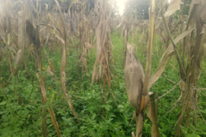 Yei farmers count losses as climate change hits crop production
