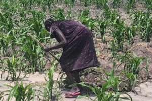 Feature: Nearly 5,000 flood-displaced Rubkona residents return home after dikes reclaim land