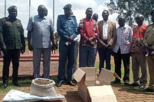 Yei authorities destroy seized marijuana in crackdown on drug abuse