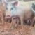 Suspected swine fever kills 148 pigs in Yambio
