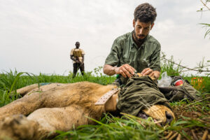 African Parks: Repeated lion sightings offer hope for South Sudan