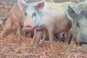 W. Equatoria deploys veterinarians as 8,688 pigs die in Yambio
