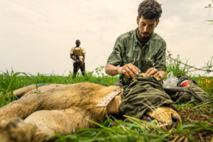 African Parks: Repeated lion sightings offer hope for South Sudan