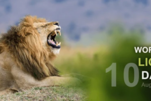 Opinion| World Lion Day: Why South Sudan must recognize and protect its lions