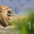 Opinion| World Lion Day: Why South Sudan must recognize and protect its lions