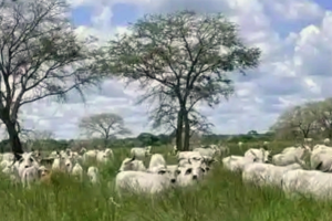 7 killed during Rumbek North cattle raid