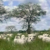 7 killed during Rumbek North cattle raid