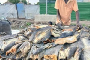 Leer County introduces licenses for fish traders