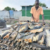 Leer County introduces licenses for fish traders