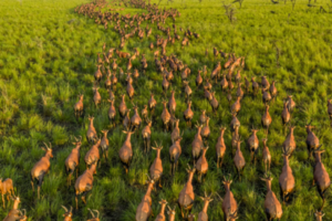 UNESCO listing puts South Sudan’s vast wildlife migration on world map