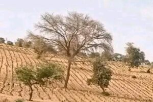 تخوفات من مجاعة وشيكة في دارفور جراء فشل الموسم الزراعي وتراجع الأمطار