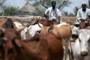 Looting leaves Nuba Mountains short of veterinary vaccines