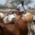 Looting leaves Nuba Mountains short of veterinary vaccines