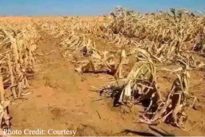 Opinion| Famine’s echo worries South Sudan as harvests collapse