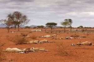 Livestock deaths linked to vaccine shortages amid poor pasture in Darfur