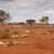 Livestock deaths linked to vaccine shortages amid poor pasture in Darfur