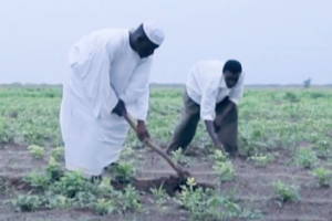 Poor rains hit farming in Kass, South Darfur